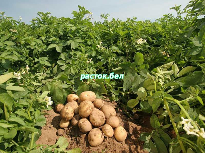 Выбор сорта картофеля - Овощные культуры - Статьи - Расток.бел-всё про сади огород рассада семена саженцы